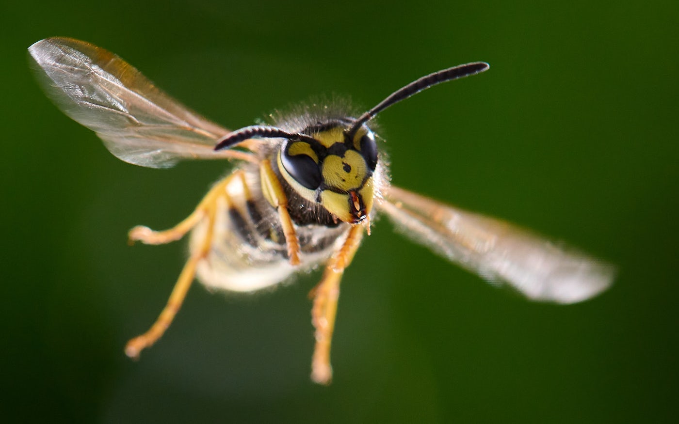 A wasp in flight