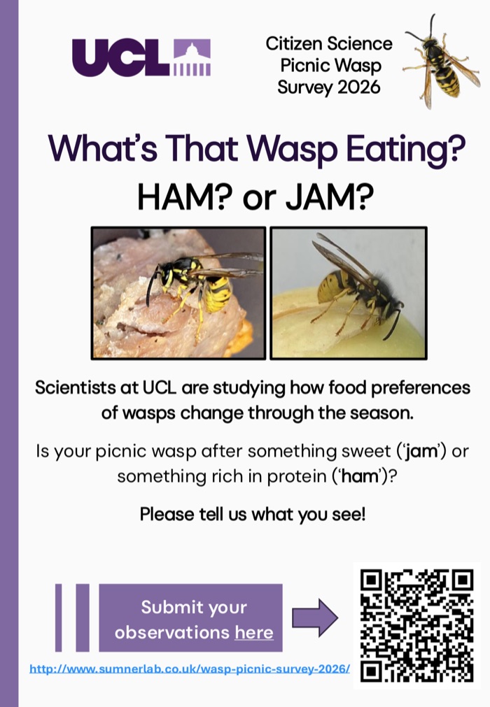 Ham or Jam picnic survey poster