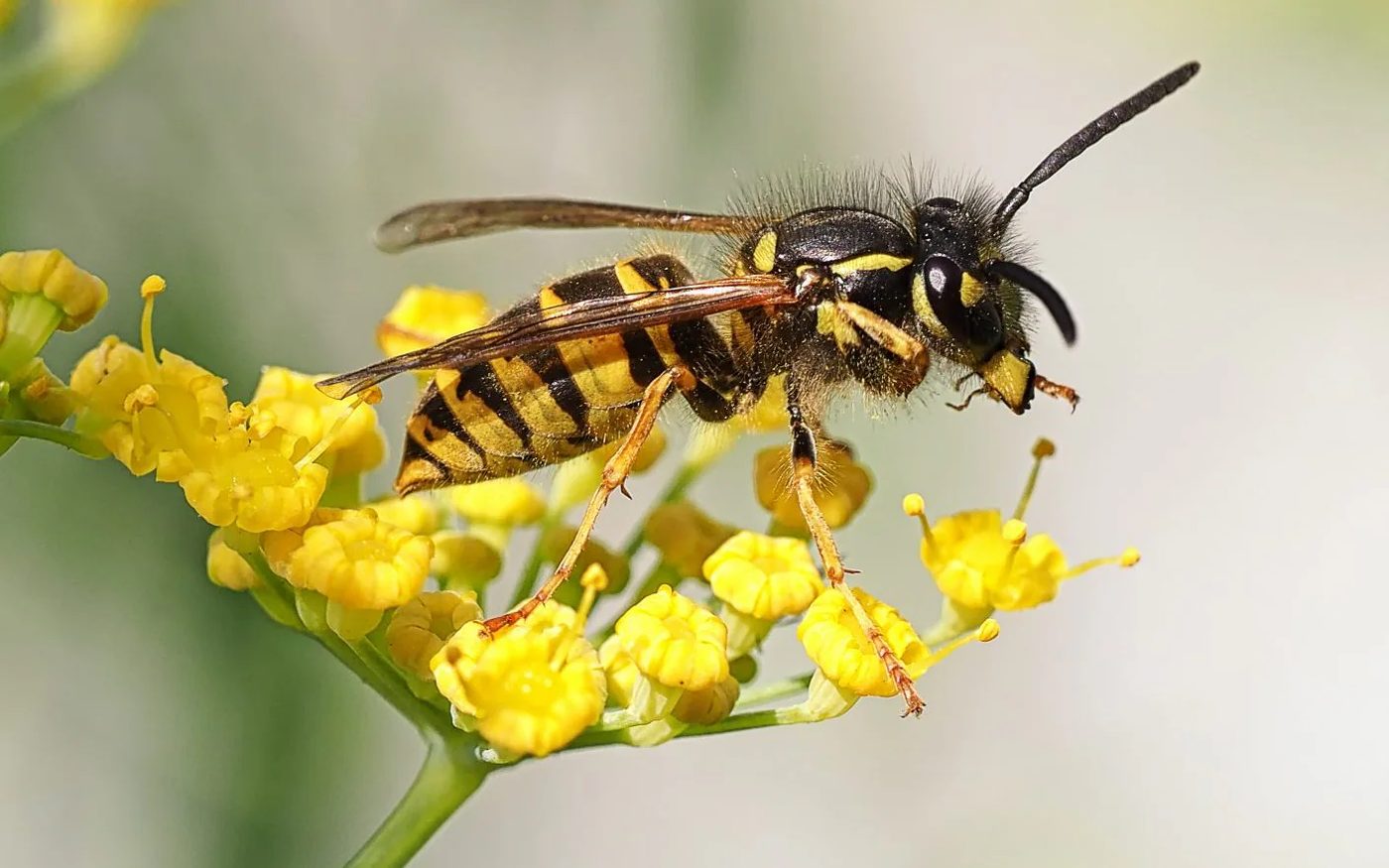 A wasp on flowering fennel