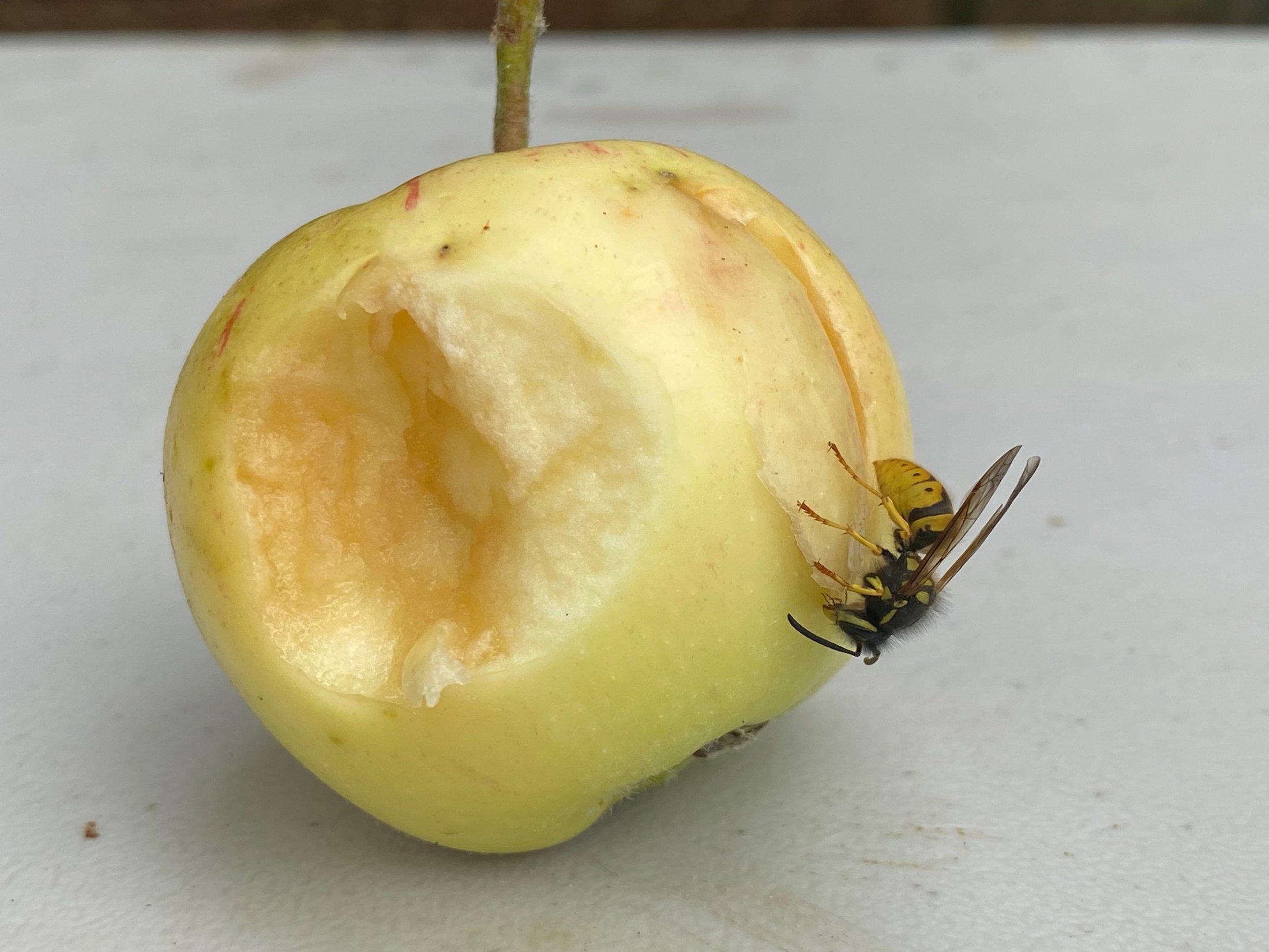 A wasp investigating a bitten apple