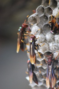 Marked Polistes canadensis females with unmarked male, Panama