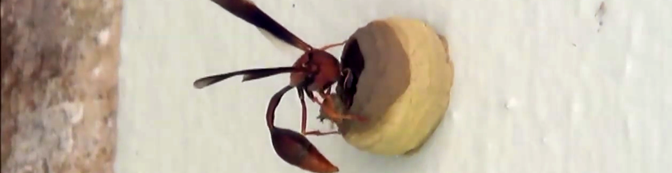 cropped-Robin-video-screenshot.png
