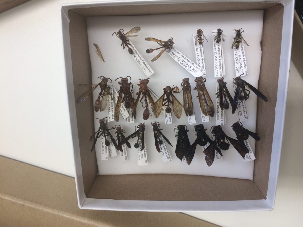 IK african wasps 2