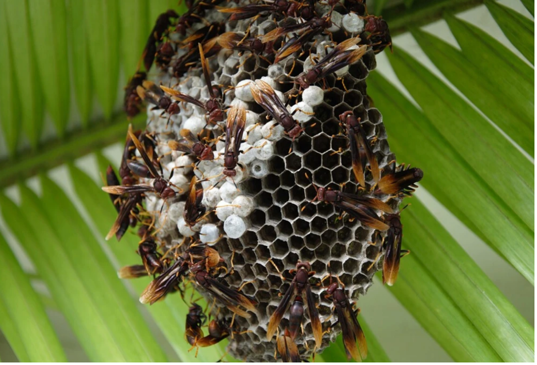 Polistes canadensis, Panama
