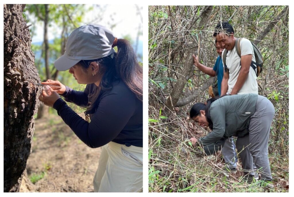 Learning about hornet ecology from the communities.