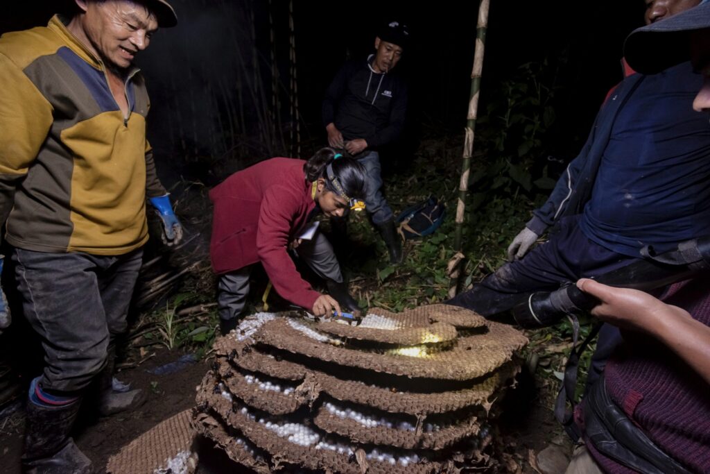 Femi's research combines ethnographic methods with experimental ecology to understand the socio-economic and ecological role of social wasps, in Nagaland, India and London, UK.