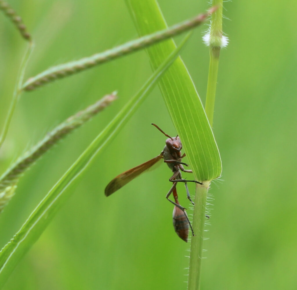 A foraging worker of Belonogaster juncea, hard at work in an agricultural field in Cameroon. Photo: Seirian Sumner